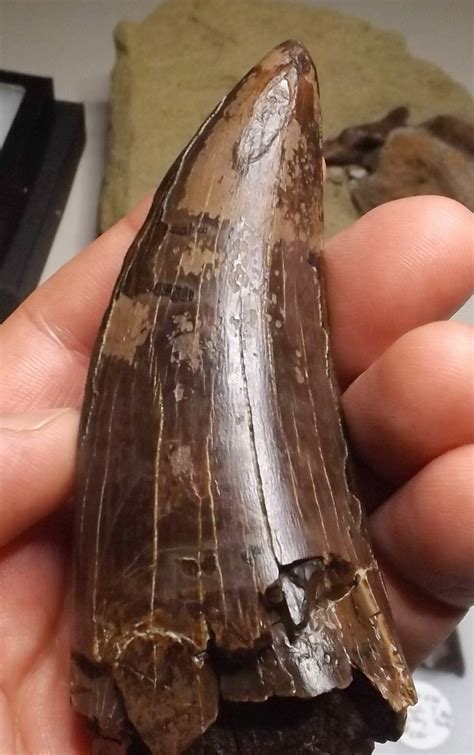 tyrannosaurus rex tooth for sale.